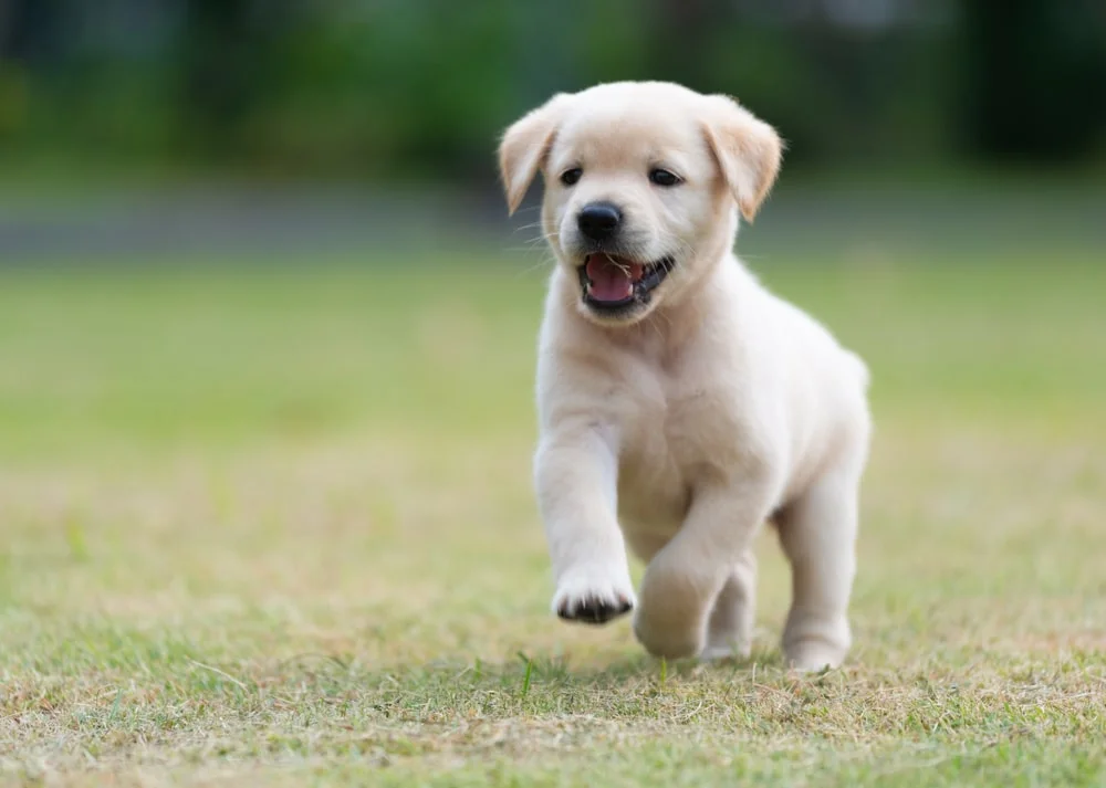 how much is pet insurance for a labrador puppy