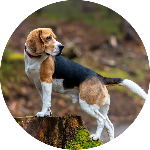 Beagle standing outside