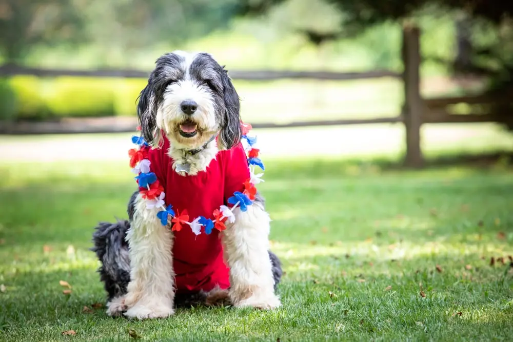 Dog wearing red, white, and blue