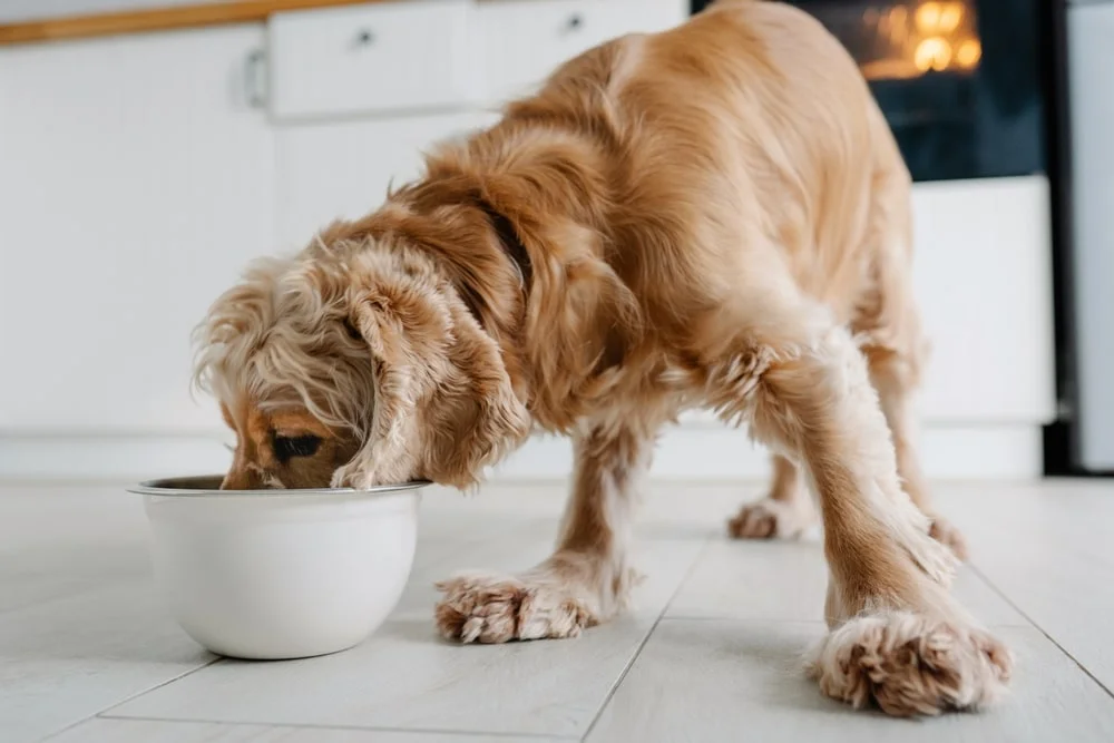 Dog eating food from a bowl