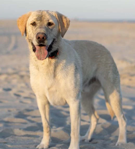 Labrador Retriever on the beach