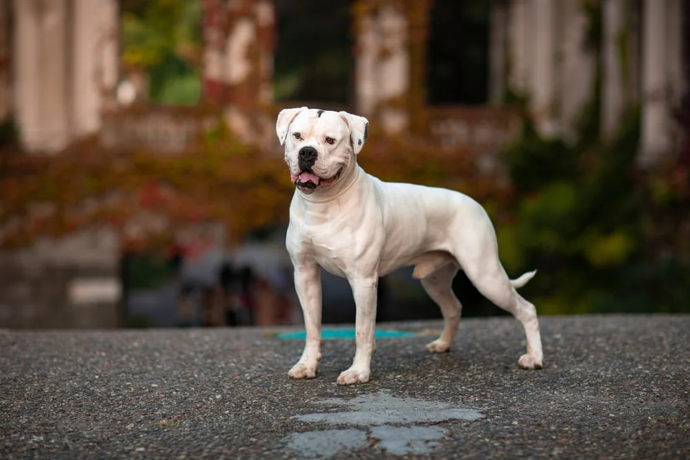 American Bulldog Breed Information & Characteristics, bulldog 