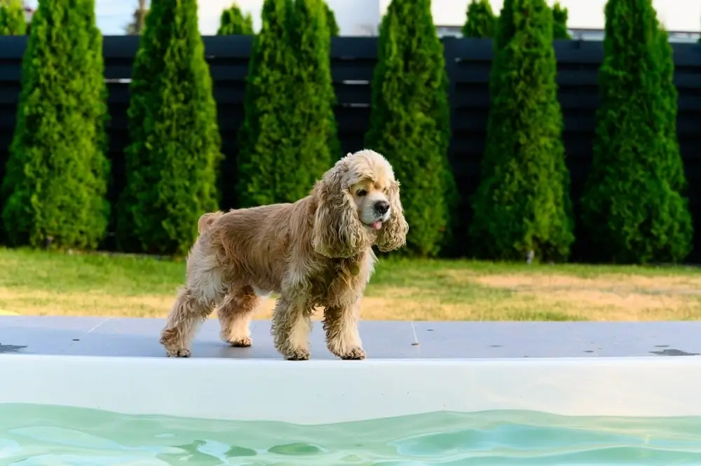 American Water Spaniel