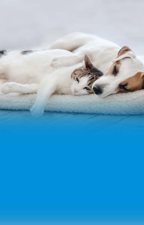 https://www.metlifepetinsurance.com/content/dam/metlifecom/us/metlifepetinsurance/images/blog/Insurance/MobileHero/best-pet-insurance-for-multiple-pets-mobile-hero.jpg