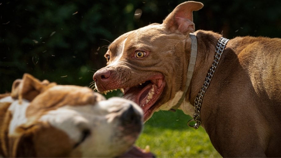 how do you tell if a dog has been used for dog fighting