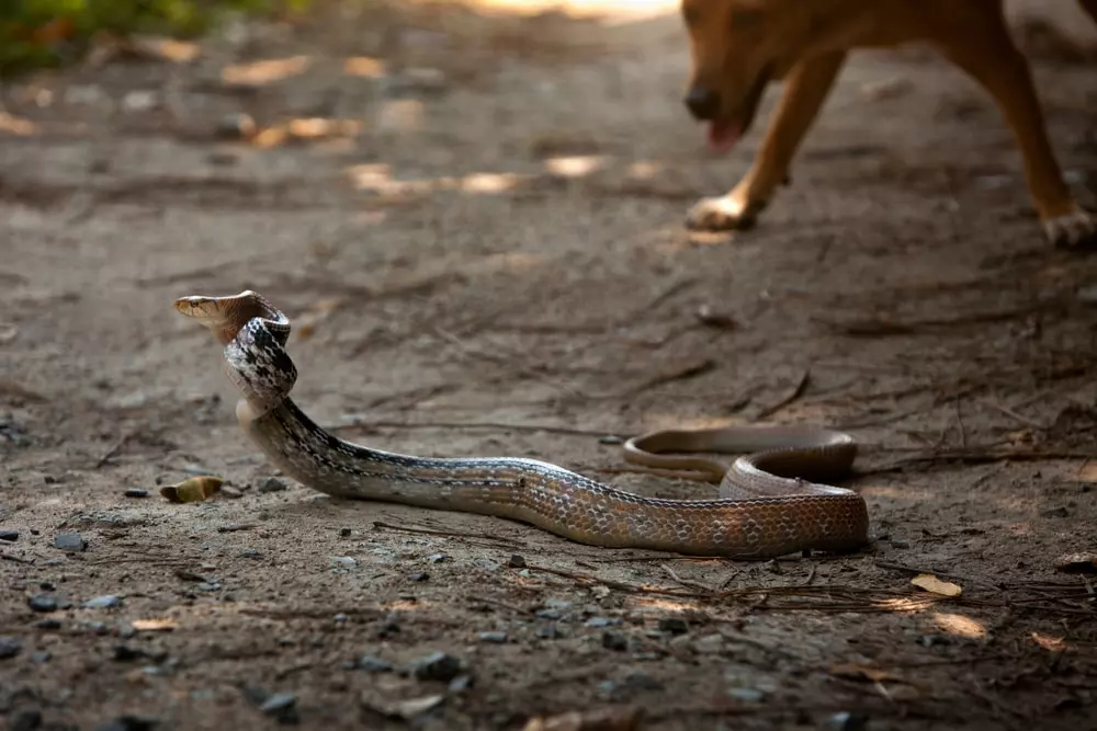 what happens if a dog gets bitten by a snake