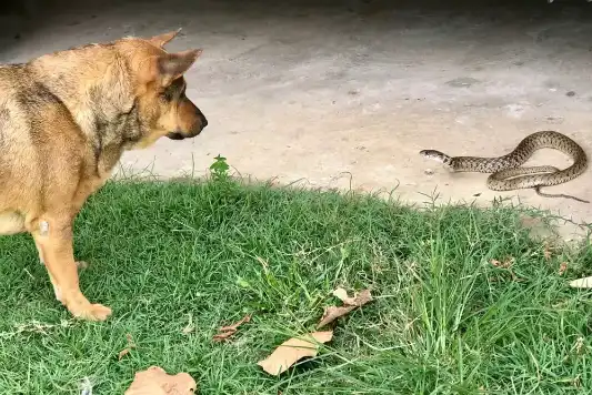 what a snake bite looks like on a dog