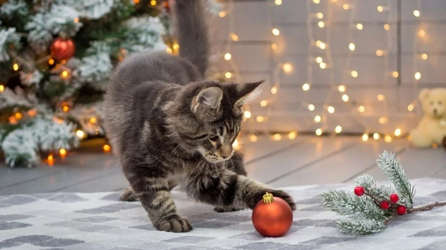 A grey cat paws at a red Christmas ball ornament in a room with a festively decorated wall and Christmas tree.