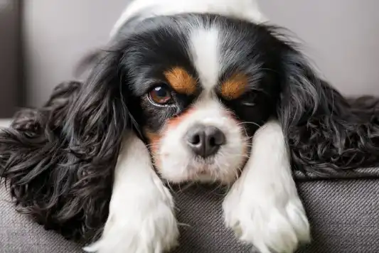 Learn About The Cavalier King Charles Spaniel Dog Breed From A Trusted  Veterinarian