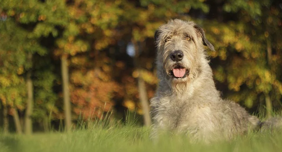 Irish Wolfhound Breed Information | Pet Insurance