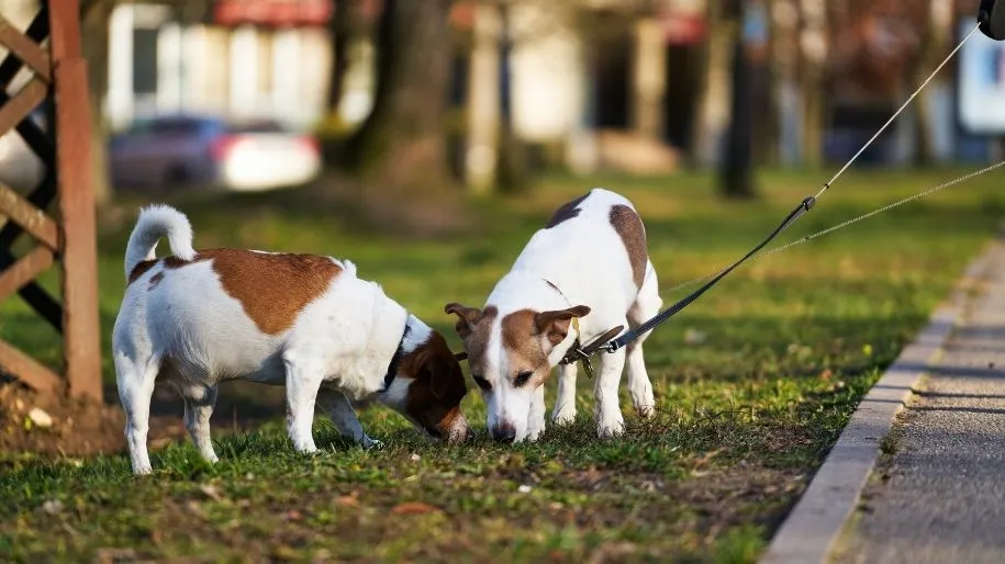 Jack Russell Terrier: Just the Facts | MetLife Pet Insurance