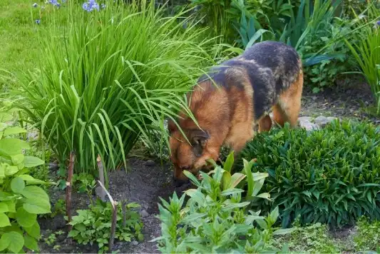 how to keep cats and dogs away from your garden