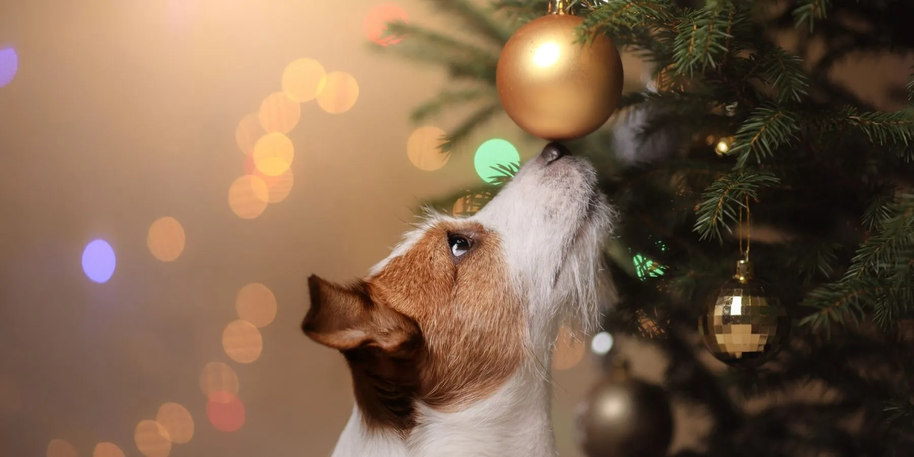 How to Dog-Proof a Holiday Tree