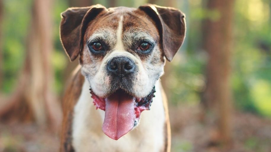 4-ways-to-mentally-stimulate-your-senior-dog-metlife-pet-insurance