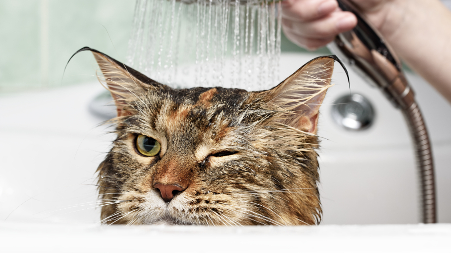 Helpful Tips For Grooming Your Cat MetLife Pet Insurance