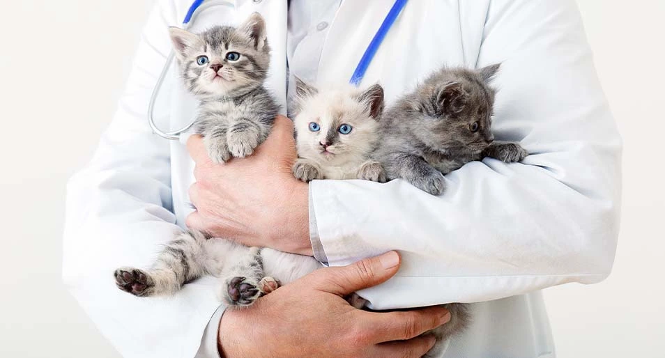 How Much Does A Vet Visit Cost For Cats? | Metlife Pet Insurance