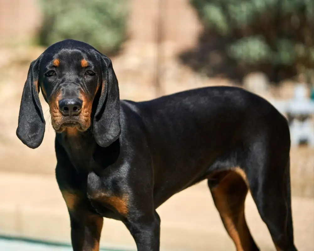 American Black Tan Coonhound