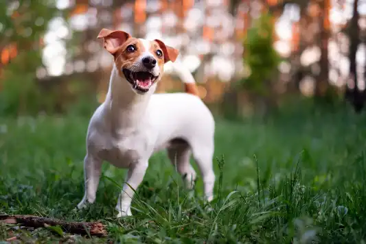 Jack Russell Terrier: Just the Facts | MetLife Pet Insurance