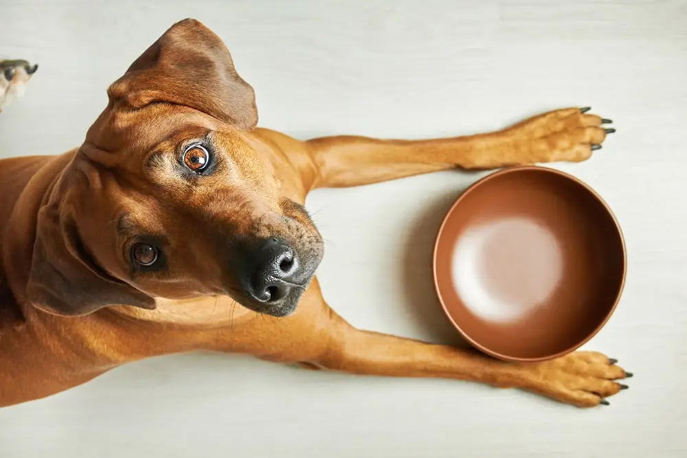 Do You Know About the Dangers Lurking In Your Dog's Water and Food Bowls? -  This Dogs Life