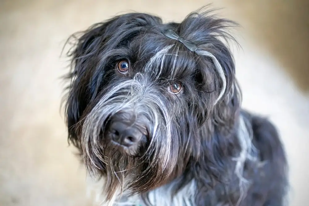 Dutch sheepdog