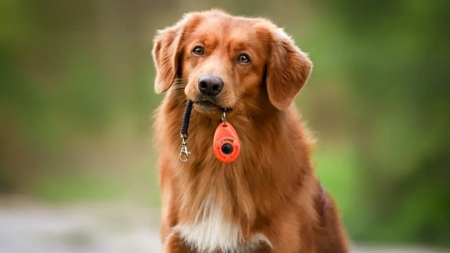 Clicking with Your Dog - Karen Pryor Clicker Training