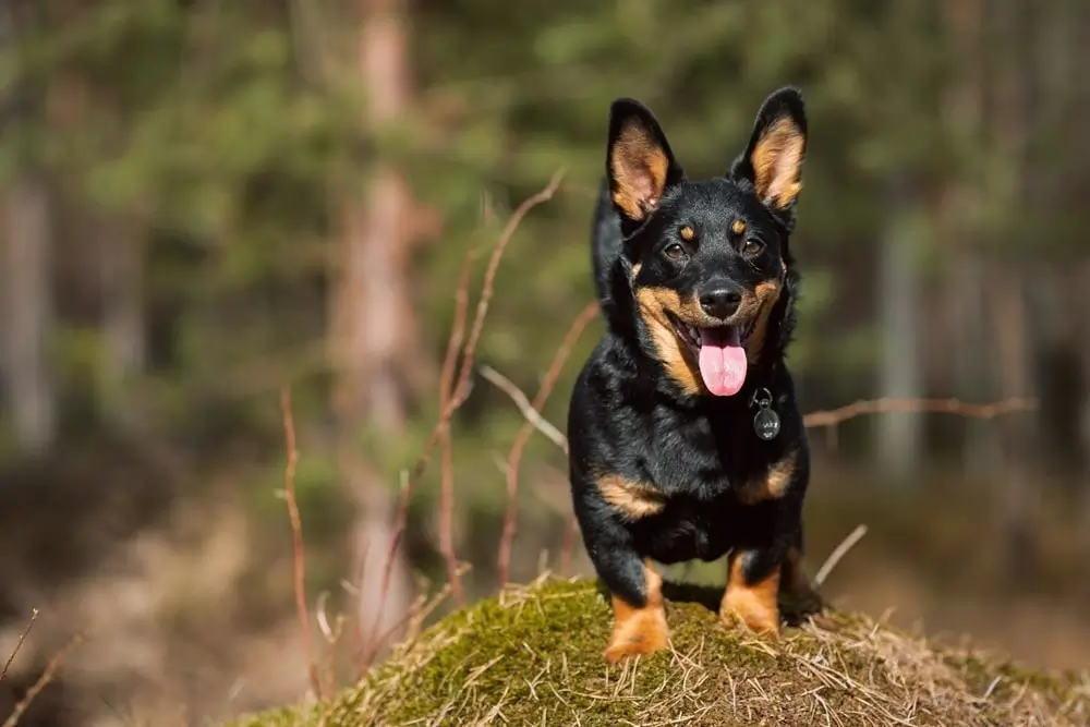 Lancashire Heeler