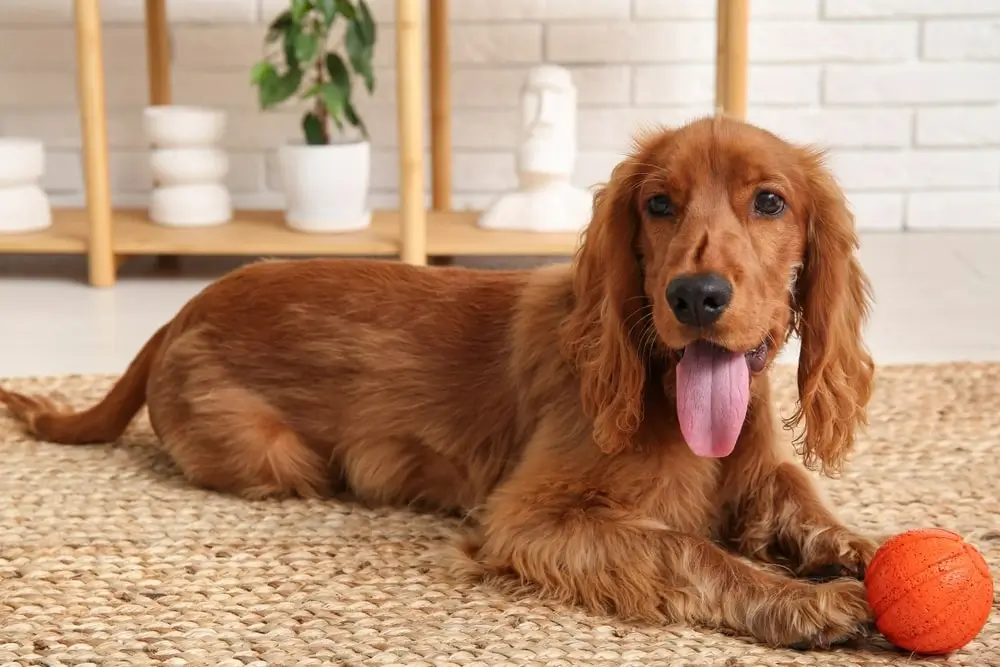 Miniature Cocker Spaniel