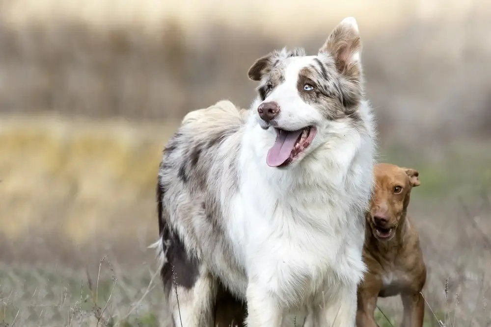 Two dogs standing in a field