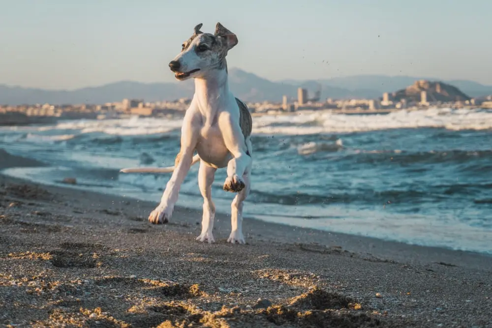 Spanish greyhound