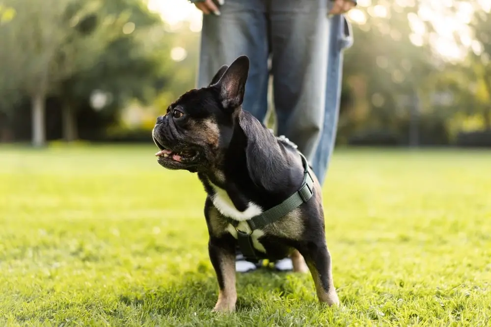 A dog standing in a field