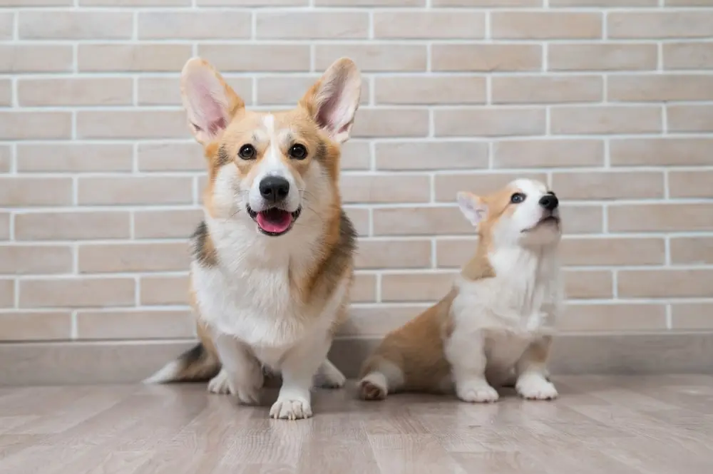 Two dogs looking at the camera