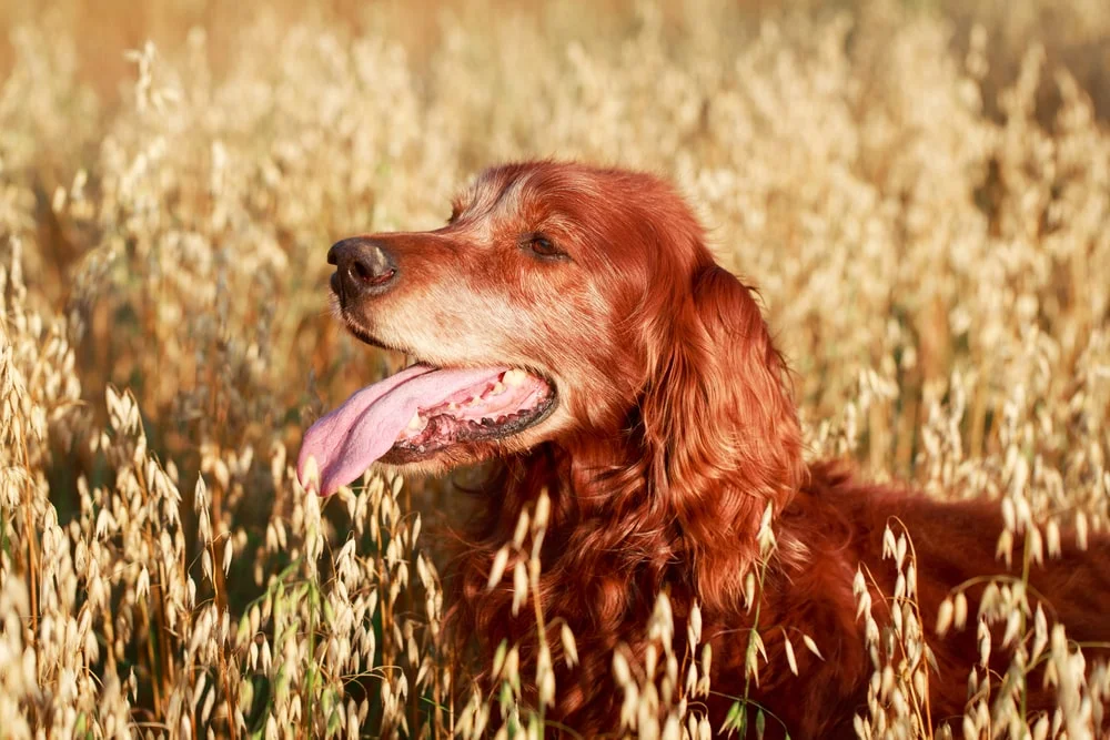 Dog in a grain field