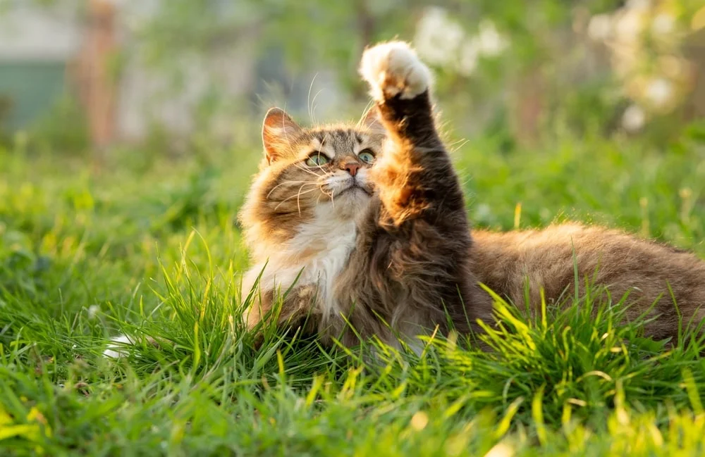 cat laying in a field