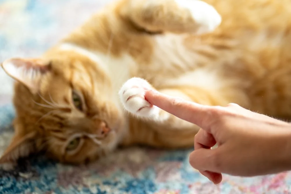 Finger touching a cat paw