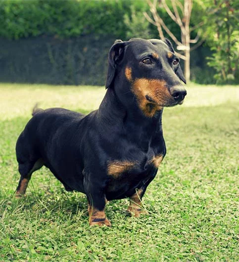 Dachsund in a field