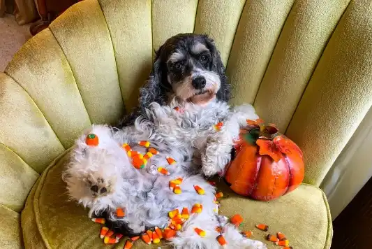 A black and white cavapoo lays on their back on a chair beside a decorative pumpkin with candy corn across its stomach. 