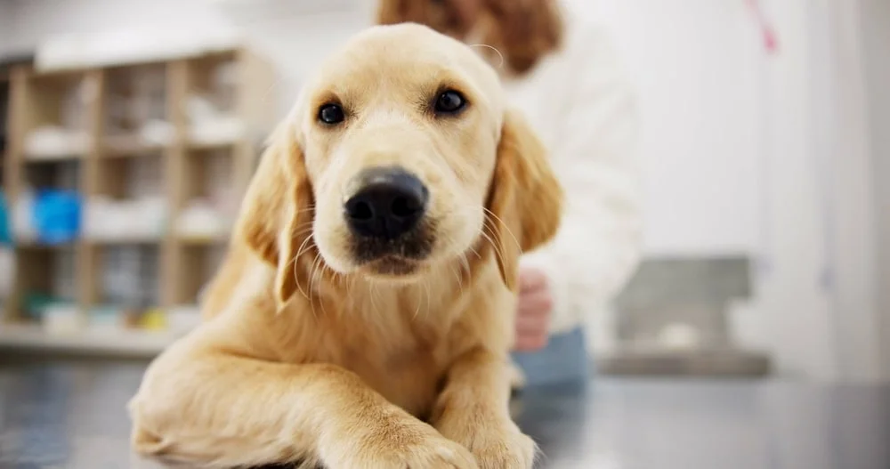 puppy looking into the camera