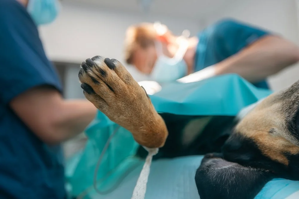 Dog getting surgery