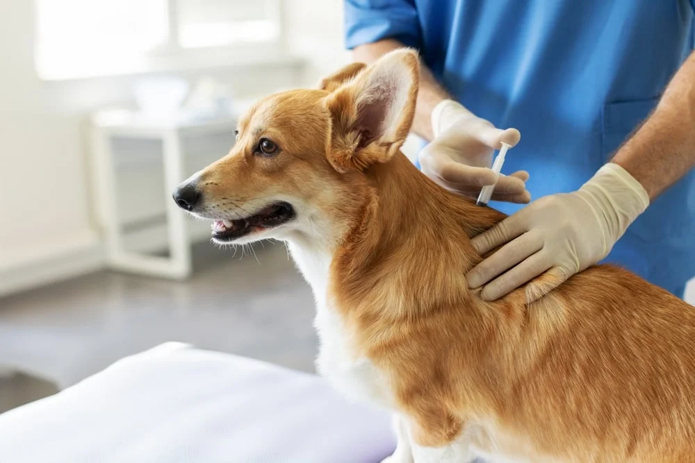 dog getting a vaccine