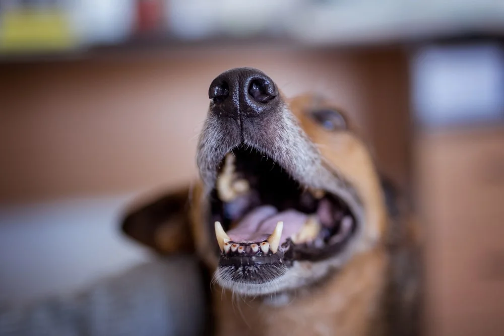 Dog with open mouth