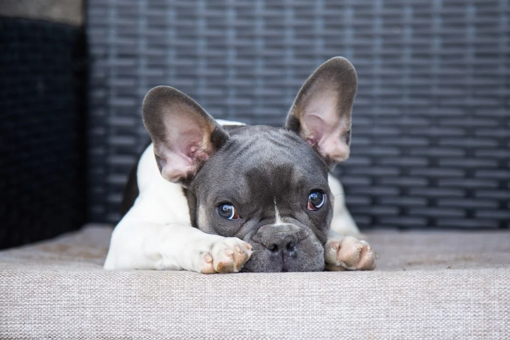 A dog lying on the couch