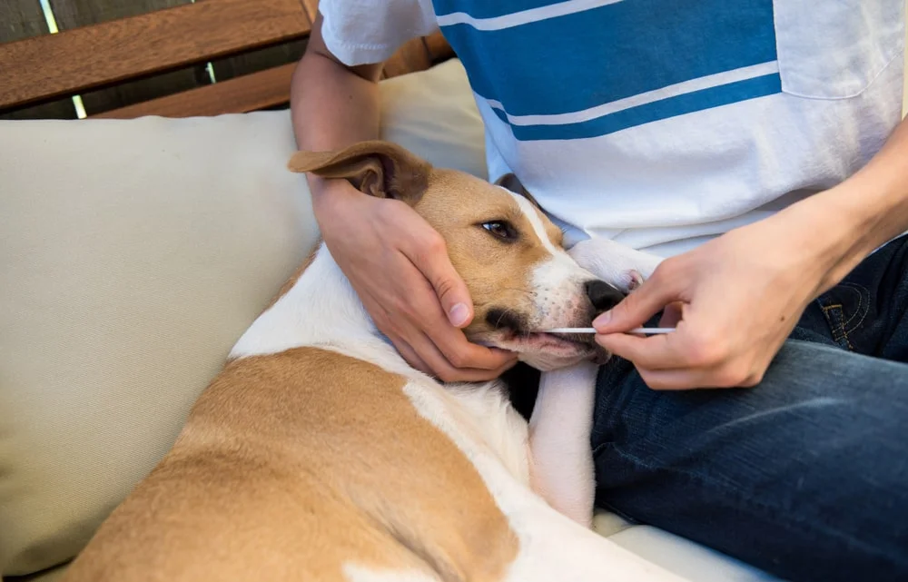 Dog getting a dna swab