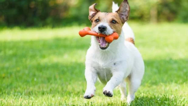 dog running with an orange bone in their mouth