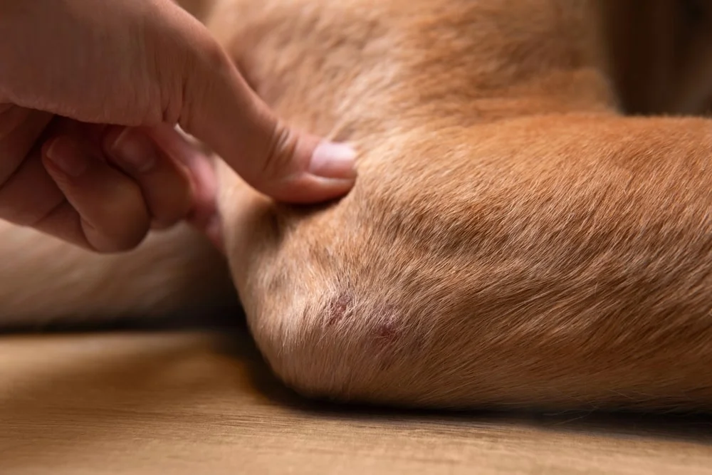 Hands inspecting a dog's fur