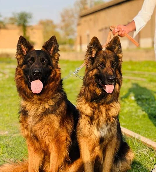 Insurance for German Shepherds