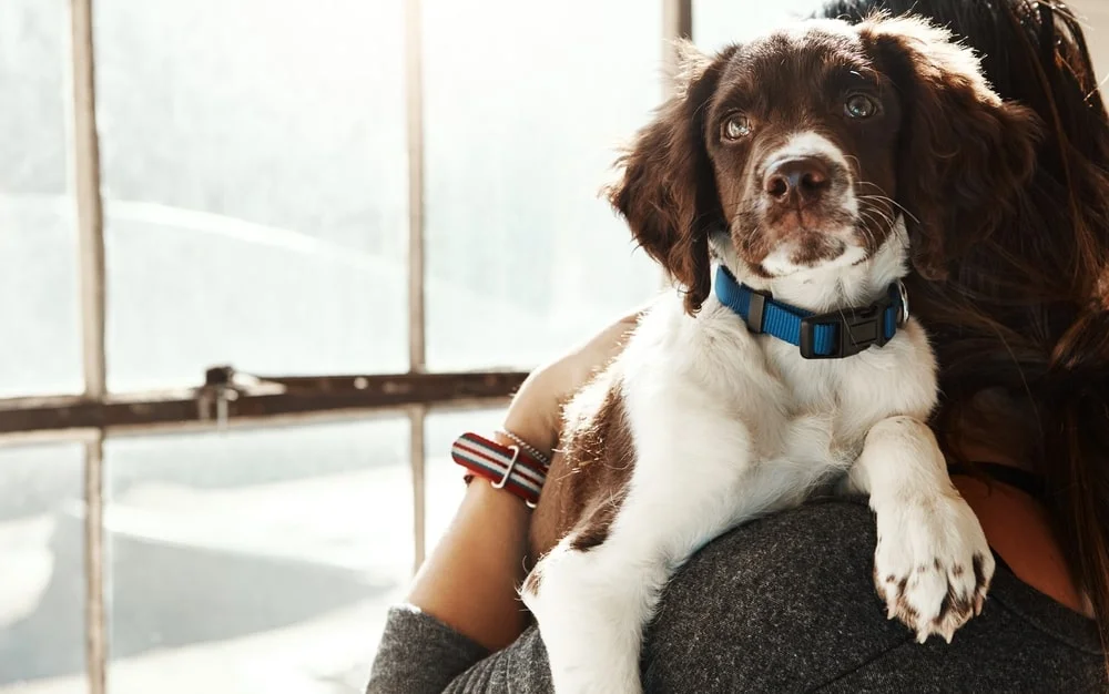 woman holding her dog