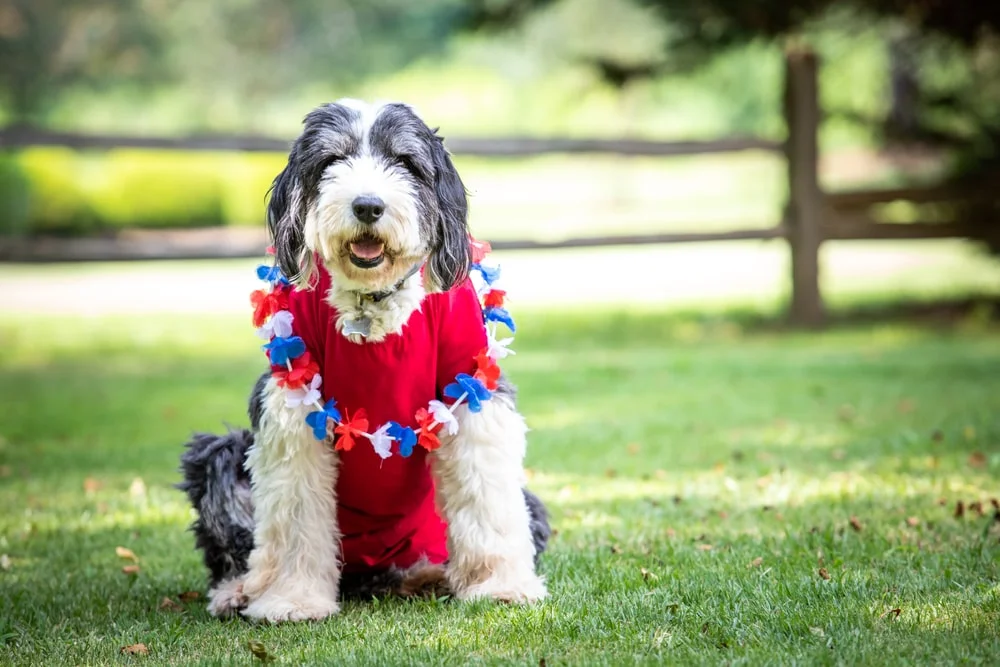 A sheepadoodle in a red shirt and Hawaiian lei sits happily with their mouth open outdoors in daylight. 