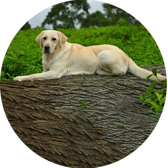 Labrador Retriever on a log