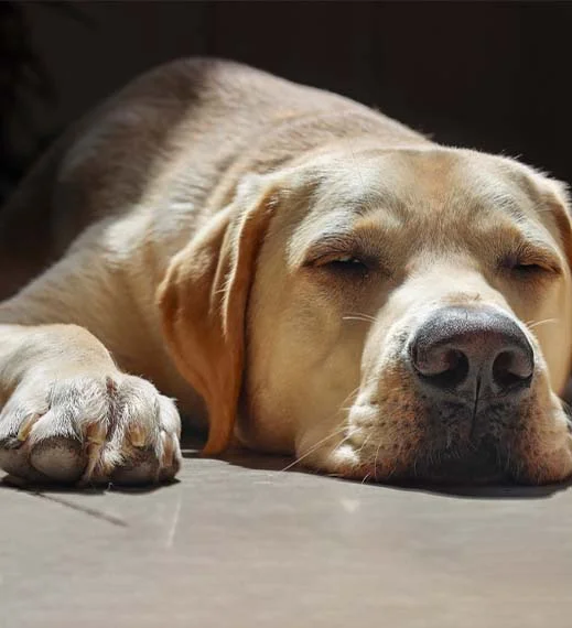 Sleeping Labrador Retriever