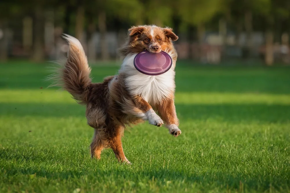 Dog catching a frisbee in the fridge